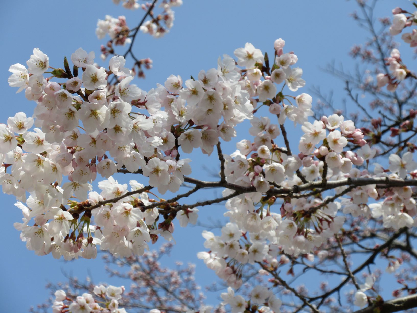 保健学科前のさくらが開花しました